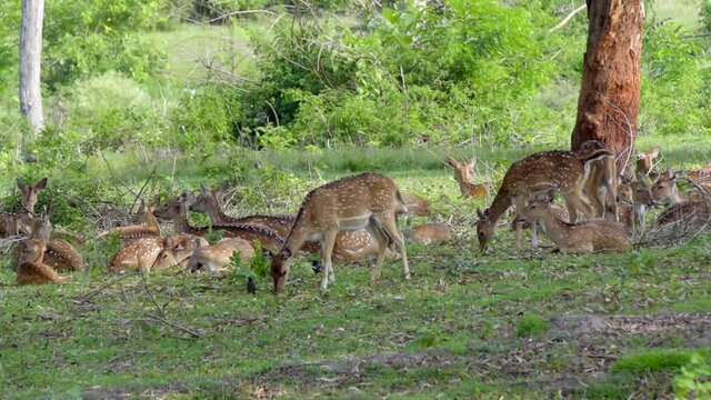 A big herd of Indian Spotted deer eating grass in Bandipur Tiger Reserve, Karnataka, India