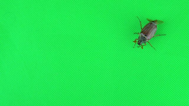 chafer beetle crawls and then takes off on a green screen.