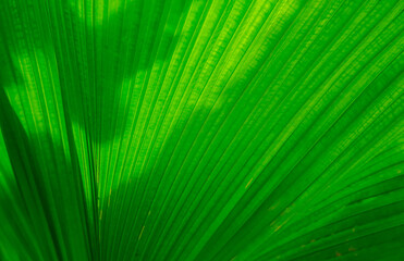  Green leaf backgrounds or textures