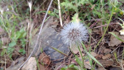 dandelion seed head