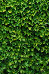 Fototapeta na wymiar green ivy background gardening leaves