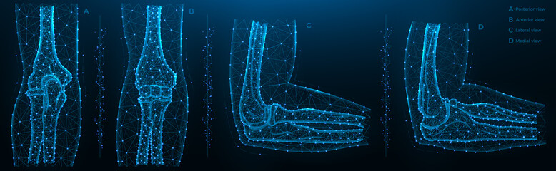 Blue polygonal illustration of the elbow joint, posterior, anterior, lateral and medial view.