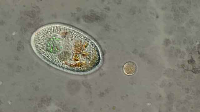 Microorgansim Attacking Prey