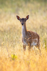 Young fallow deer, dama dama, fawn standing on meadow in summer sunset. Juvenile mammal looking to the camera on field in evening nature. Lonely immature animal watching on grass.