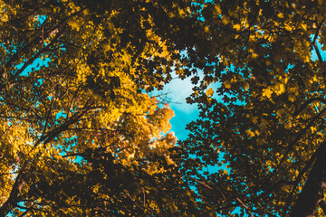 Autumn colors in the trees