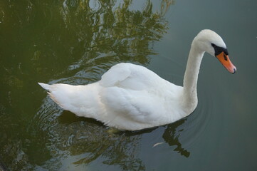 Fototapeta premium Alone white swan floating in a pond.