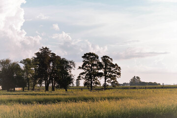 landscape with trees