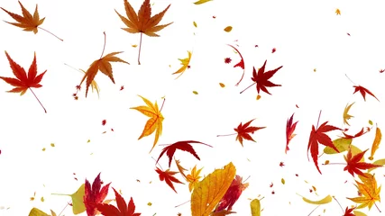 Poster Autumn Flying leaves leaf 3D illustration background. © bluebackimage