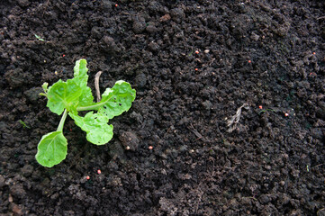 Green young seedling of plant in a brown soil.