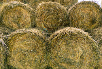Close-up of hay stacked in rolls after harvesting.