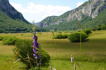 Macro of violet flower with green valley background and some mountains