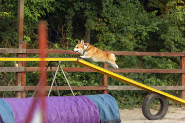 Little cute Corgi dog performing during the show in competition. Pet sport, motion, action,...