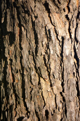 Obraz premium Bark of tree. Nature wallpaper