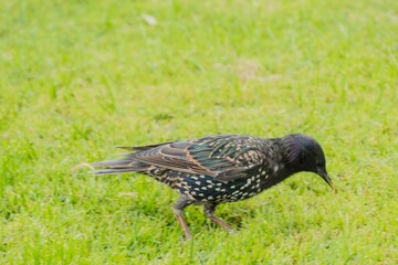 Star auf Wiese 