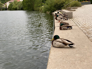 Fototapete bei efototapeten.de bestellen   