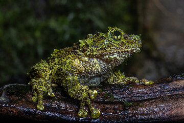 Vietnamese mossy frog
