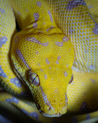 close up snake