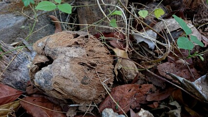 Coconut fruit that has rotted on dried leaves