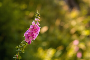 foxglove