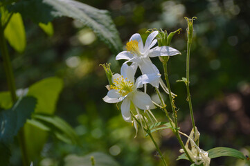 White Columbine Flower