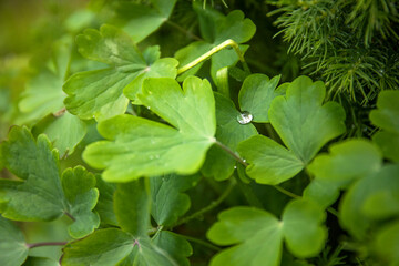 Fototapeta na wymiar Closeup nature view of green leaves with raindrops in the garden