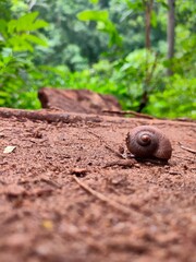 Snail nature