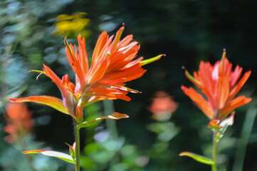 Indian Paintbrush Flower