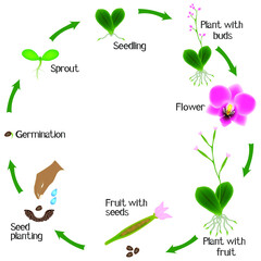 Cycle of a orchid plant growth isolated on white background. © zxczxc80