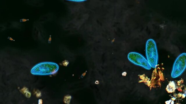 Swimming Paramecium and Microbes