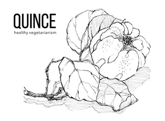 Sprig of ripe quince on white background. Ink sketch. Illustration for label, sticker, package design, t-shirt design, pillow, banner