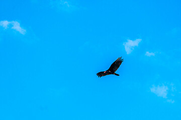 Vulture soars through the air on thermals on a summer morning.