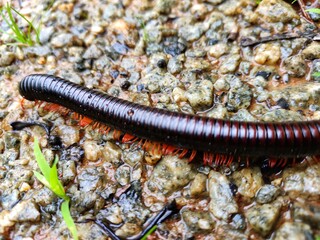 close up of a worm