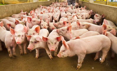 suinocultura porcos novos na granja
