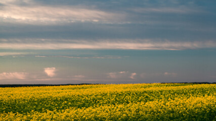 Canola field at dawn with vivid colored blues, pinks, yellows, and orange skies.