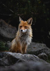 wild fox