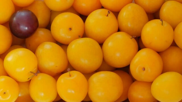 Ripe yellow plums dolly shot.