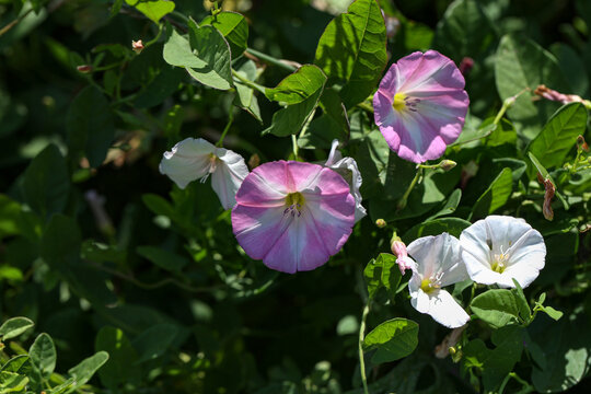 bindweed flowers, plants with the Latin name Convolvulus arvensis