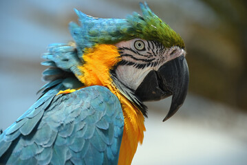 Ara ararauna Blue and gold macaw bird