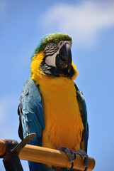 Ara ararauna Blue and gold macaw bird