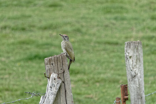 Pic-vert ou pivert femelle juv&eacute;nile - France