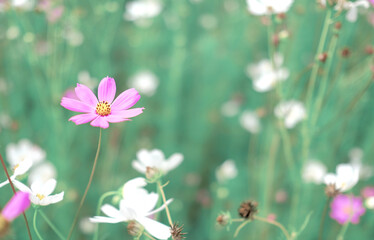 Obraz na płótnie Canvas Purple and white cosmos flower in the field