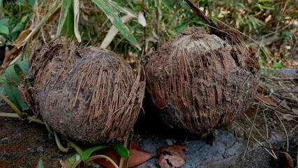 Two dirty and damaged coconuts, the outer skin peeled off, rotten coconut skin fibers