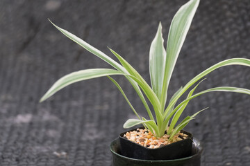 Cactus texture background. Beautiful close-up of a flowering Green.