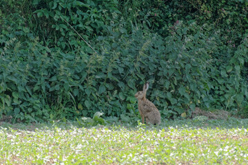 Lièvre aux aguets - France