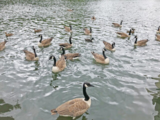 goose family in river