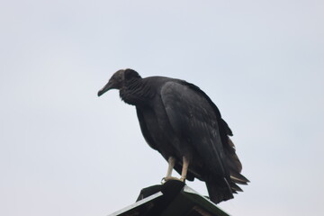 vulture sitting on top of old barn