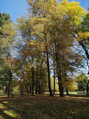 Naklejka premium Alberi