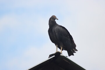 vulture sitting on top of barn