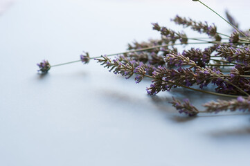 Bunch of lavender flowers on a light blue background