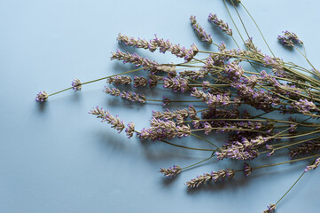Bunch of lavender flowers on a light blue background